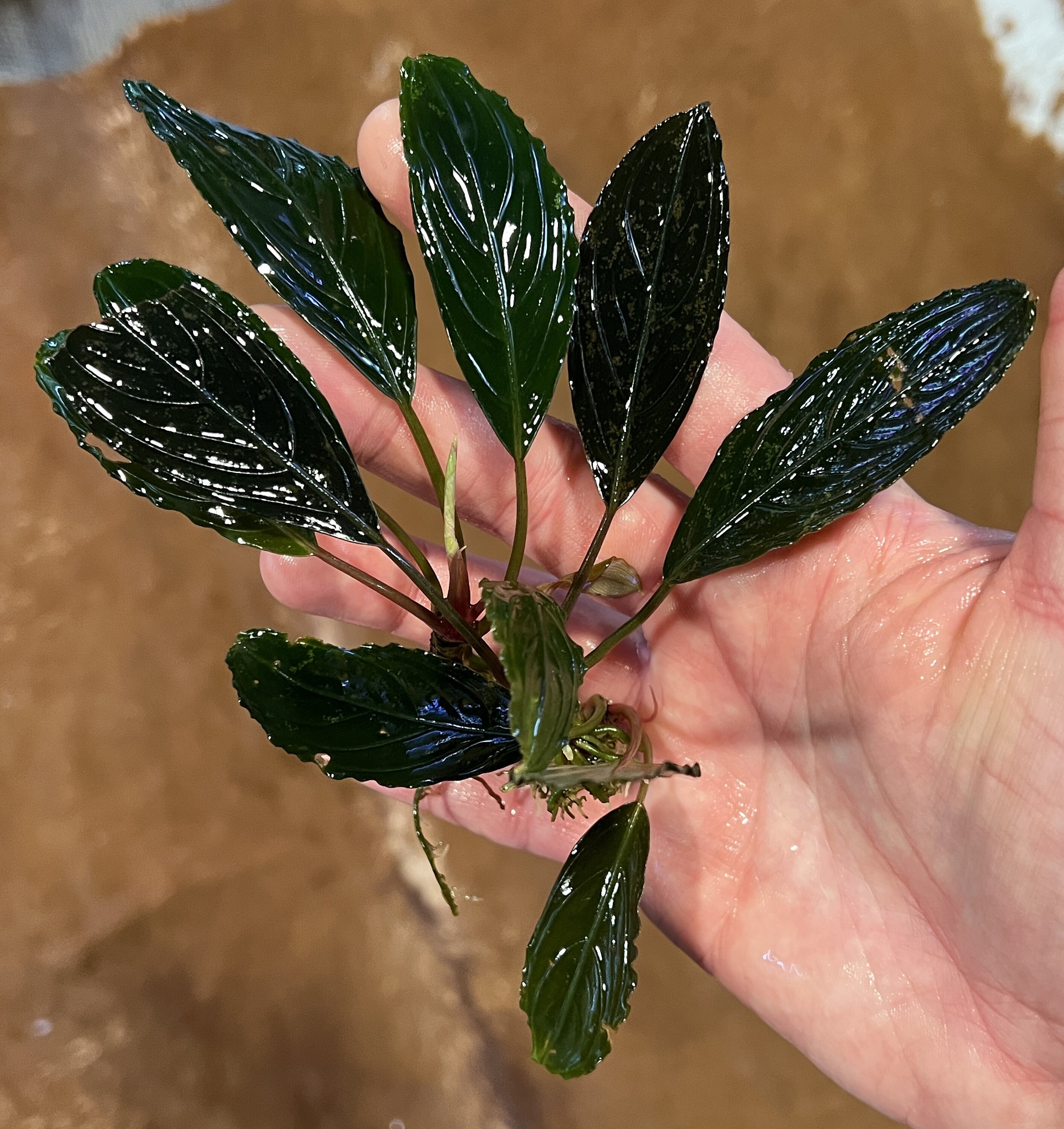 Bucephalandra Dark Skeleton King - Kishii - Achilles