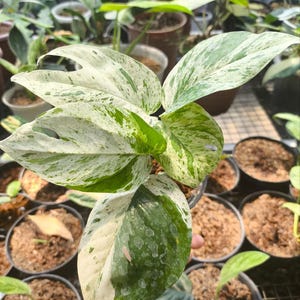 Epipremneum Marble Variegata