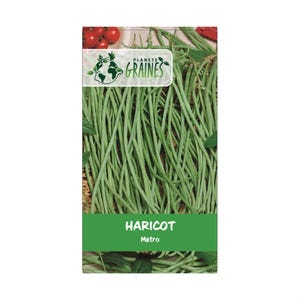 graines haricot long yard -metro - Yardlong beans - Haricots kilomètre ou haricots mètres  12/ 24 /48 GRAINES