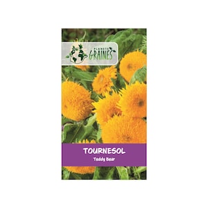 20/50 Graines de Tournesol Teddy Bear : Pompon jaune de Soleil Nains et Touffus - facile a cultiver