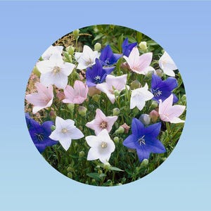 Peut inclure: Un gros plan sur un groupe de fleurs délicates en forme de cloche, dans des tons de blanc, rose et bleu. Les fleurs sont disposées en cercle, créant un ensemble visuellement attrayant.