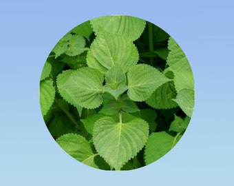 Lot de 50/100/200 Graines de Shiso vert - Perilla