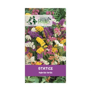 20/50/100 graines statices varié hybrides - idéal bouquets fleurs séchées  . coloris de fleurs mixtes