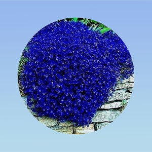lot de 100/200/500 graines AUBRIETA royal cascade bleu/blue