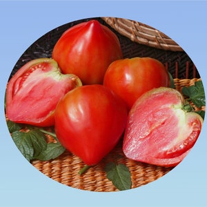 graines de tomate cœur de bœuf -  forme de cœur  -  légume - tomate - semence reproductible .