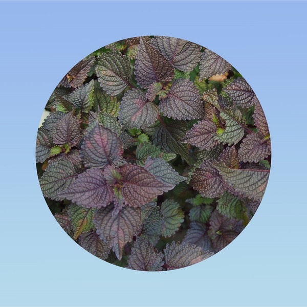 Lot de 50/100/200 graines de Shiso rouge - perilla