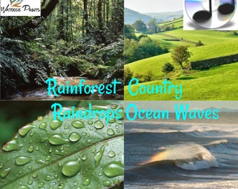 Nature Sounds Ocean Waves, Rain Raindrops, Country Birds, Rainforest, Sleep Natural Relaxing Meditation 4 CDs