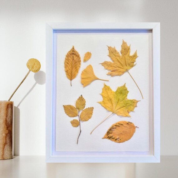 A Variety Of Tree Leaves With Color Tones From Green To Yellow. Dried Pressed Real Leaves. Fall Color. Framed Botanical Art. Clean Modern.