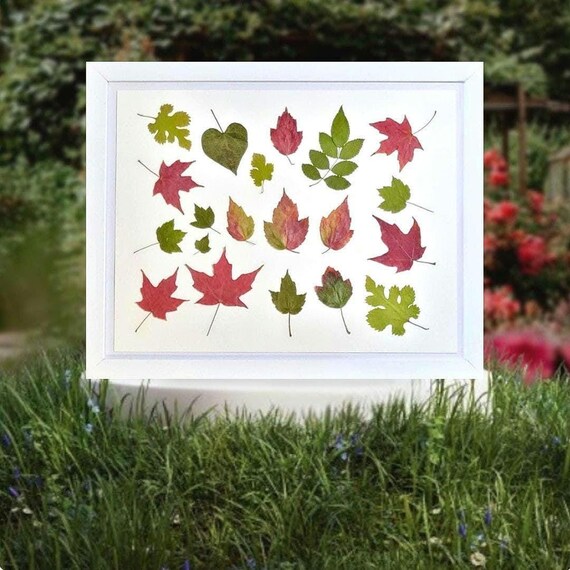 Different Types Of Tree Leaves With Shades From Green To Red. Dried Pressed Real Leaves. Fall Colors. Unique Nature Inspired Art. Framed.