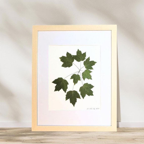 Framed Green Maple Leaf Branch. Pressed Dried Real Leaves. Botanical Art. Transform Your Space With Nature Inspired Decor. Modern Classic.