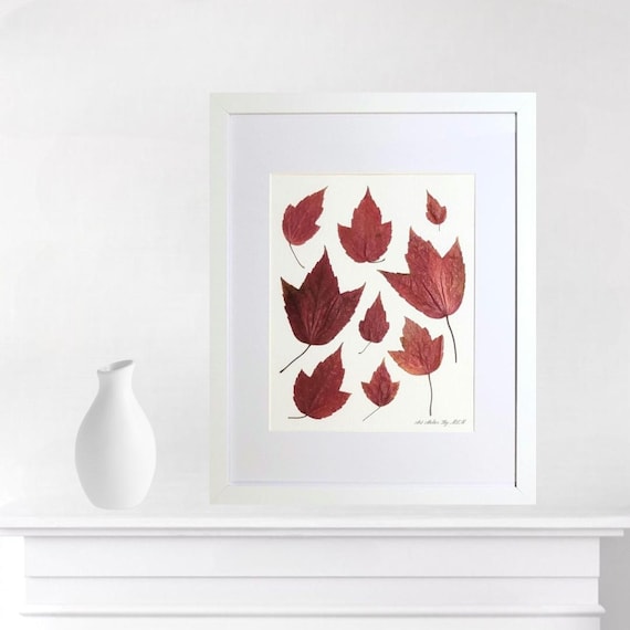 Maples burst with bright red fall color. If you wish have them in your home as well! Pressed and dried real leaves. Framed botanical art.