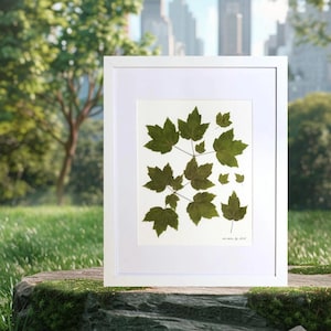 Framed Pressed Maple Leaf Branch Art. Real Dried Pressed Leaves. Botanical Wall Art. Nature Decor For Your Wellbeing.