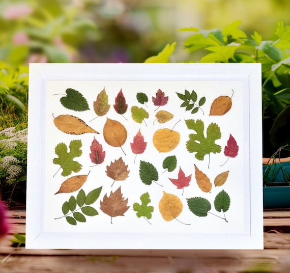 A Variety Of Small and Colorful Tree Leaves. Dried Pressed Real Leaves. Framed Botanical Art. Nature Decor. Perfect Gift For Nature Lovers.