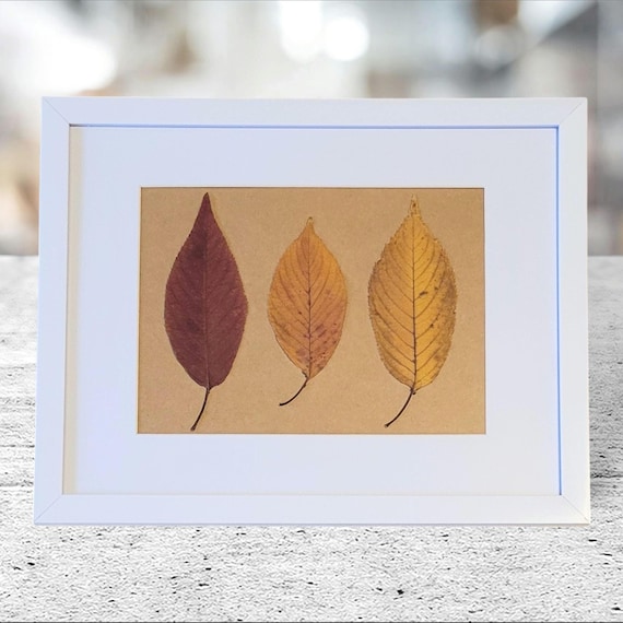 Tree Leaves With Different Shades Of Fall. Dried Pressed Real Leaves. Framed Botanical Art To Your Home, Office Or Some Other Place.