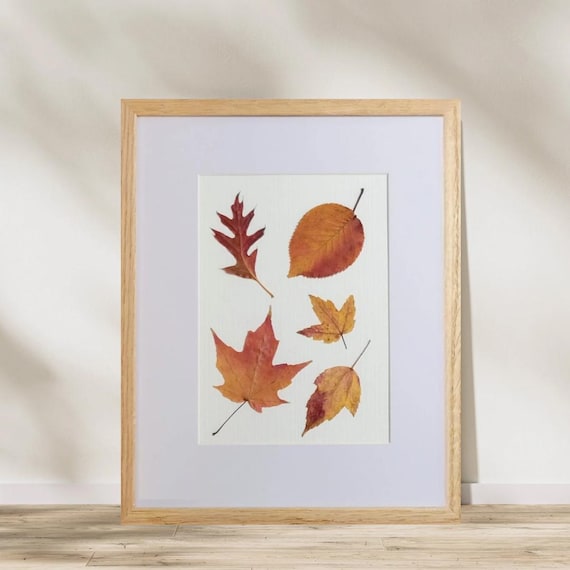 Oak, Dogwood And Maple Leaves With Vibrant Shades Of Fall From Yellow To Orange And Red. Framed Botanical Art. Modern Rustic. Nature Inside.