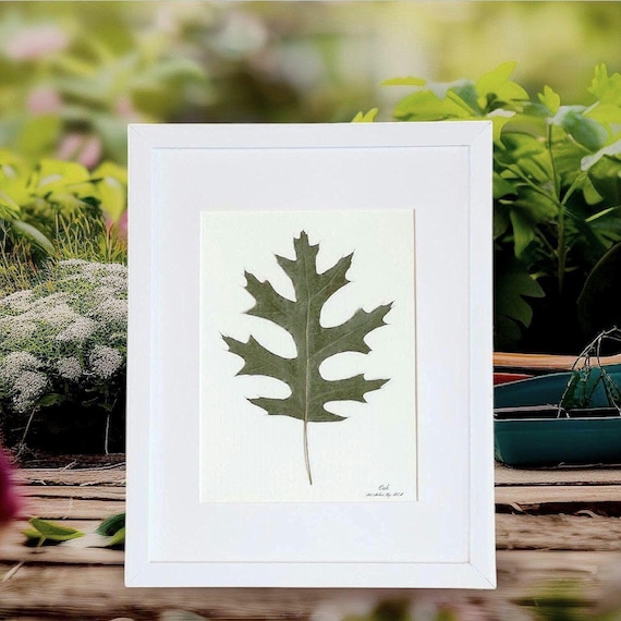 Framed Green Oak. Dried Pressed Real Leaves Art. Elevate Your Space With Botanical Decor And Fell The Nature In Your Home. Classic Modern.