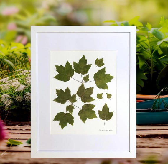 Green Maple Leaf Branch. Pressed Dried Real Leaves Art. Bring A Botanical Touch To Your Space With Botanical Decor. Modern Classic.