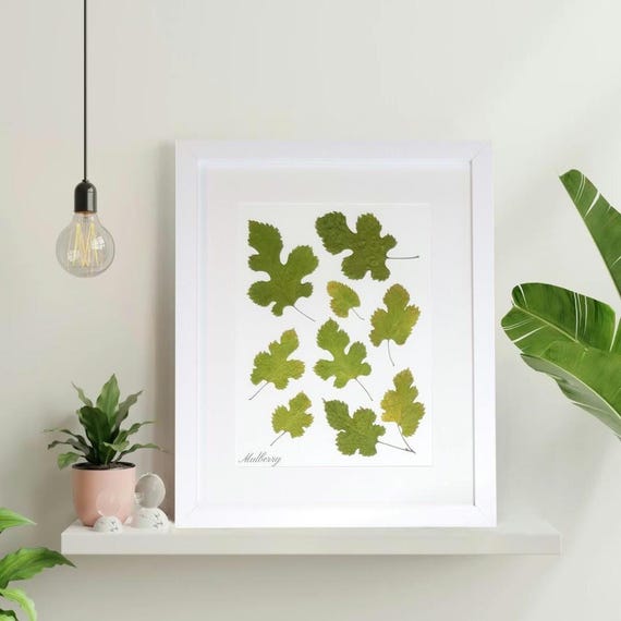 Framed Mulberry Leaves. Dried Pressed Real Leaves. Decorating With Nature Art Makes For A Tranquil, Serene Home Atmosphere. Botanical Decor.