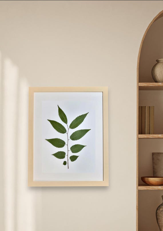 Framed Green Ash Tree Branch. Pressed Dried Real Leaves. Natural Decor Brings A Sense Of Warmth And Comfort To Any Space. Modern Classic.
