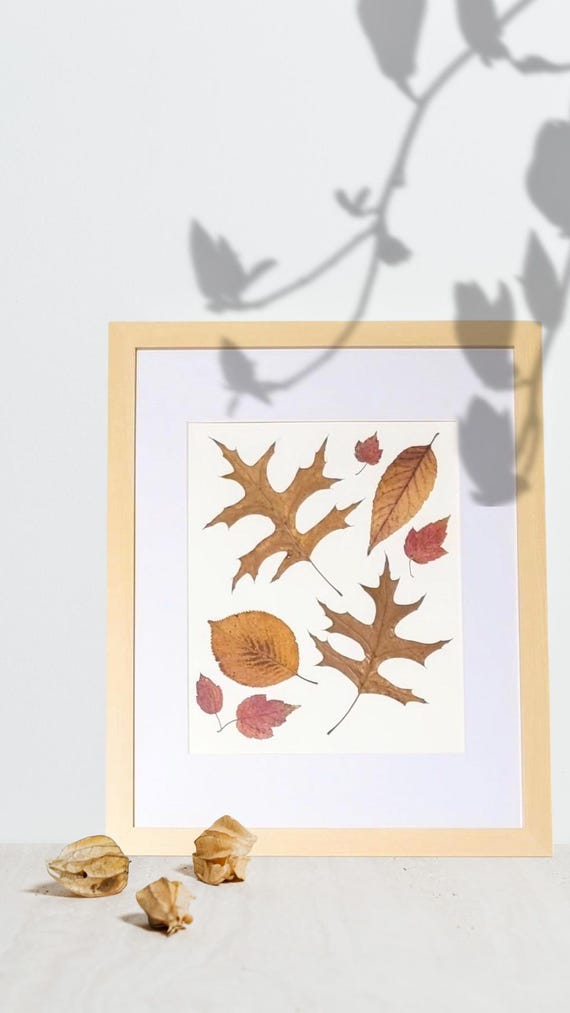 Framed Oak, Maple, Cherry And Beech Leaves. Dried Pressed Real Leaves Art To Give Your Home That Fall Season Vibe. Botanical Decor.