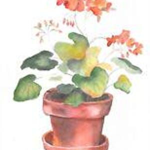 May include: A potted plant with orange flowers and green leaves. The pot is terracotta.