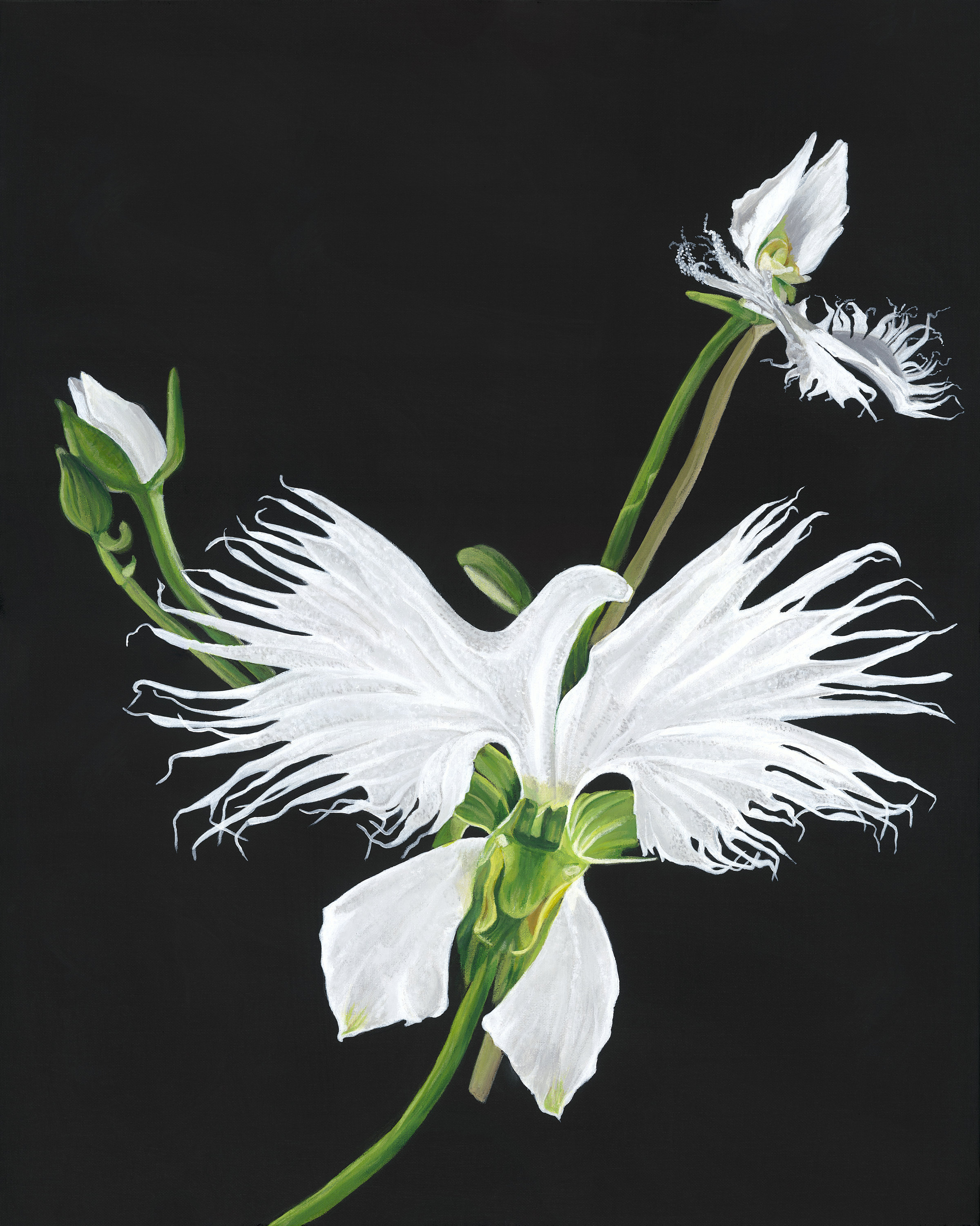 White egret orchid - Etsy.de