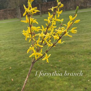 Peut inclure: Une branche de forsythia avec des fleurs jaune vif et des feuilles vertes. La branche est présentée sur un fond d'herbe verte et d'un ciel nuageux. Le texte sur l'image indique : "1 branche de forsythia."