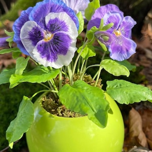 Peut inclure: Un arrangement de pensées aux pétales violets, blancs et bleus, avec des centres jaunes, dans un pot rond en céramique vert vif. Le pot est posé sur un lit de mousse, créant une présentation naturelle et colorée.