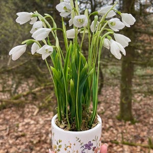 Può includere: Un piccolo vaso di ceramica bianca con un motivo floreale contiene un gruppo di fiori di bucaneve. I delicati fiori bianchi e gli steli verdi creano un'estetica naturale. Il vaso è tenuto contro uno sfondo sfocato di foresta.