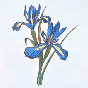 May include: A marker drawing of two blue iris flowers with yellow accents on the petals and green stems. The illustration features bold outlines and vibrant blue coloring, showcasing the distinct shape of the iris blooms and long leaves.