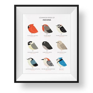 Common State Birds of Indiana Art Print • Illustrated Chubby Bird Print • Indiana Field Guide