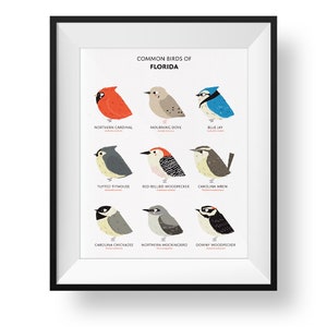 Common State Birds of Florida Art Print • Florida Field Guide • Cute Chubby Bird Art