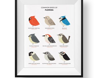 Common State Birds of Florida Art Print • Florida Field Guide • Cute Chubby Bird Art