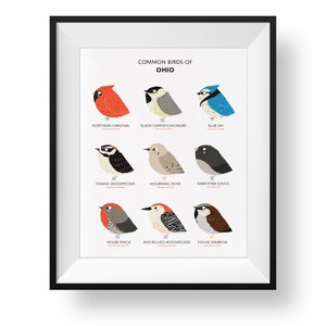 Common State Birds of Ohio Art Print • Illustrated Chubby Bird Print • Ohio Field Guide