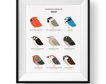 Ohio State Birds Art Print • Illustrated Field Guide