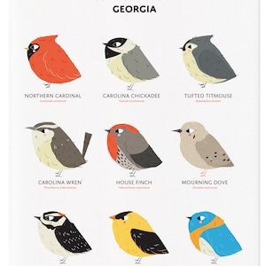 Common State Birds of Georgia Art Print • Illustrated Chubby Bird Print ...