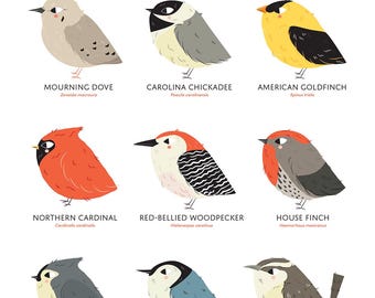 West Virginia State Birds Art Print • Illustrated Field Guide