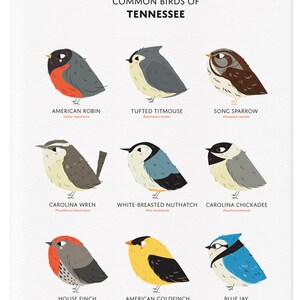 Common State Birds of Tennessee Art Print Tennessee Field Guide Cute Chubby Bird Art image 2