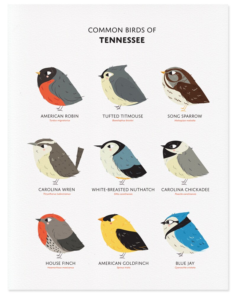 Common State Birds of Tennessee Art Print Tennessee Field Guide Cute Chubby Bird Art image 2