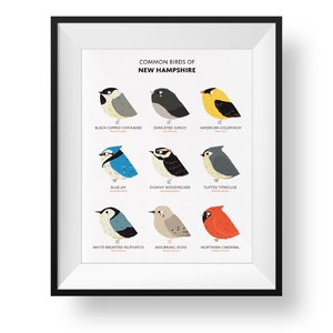 Common State Birds of New Hampshire Art Print • Illustrated Chubby Bird Print • New Hampshire Field Guide
