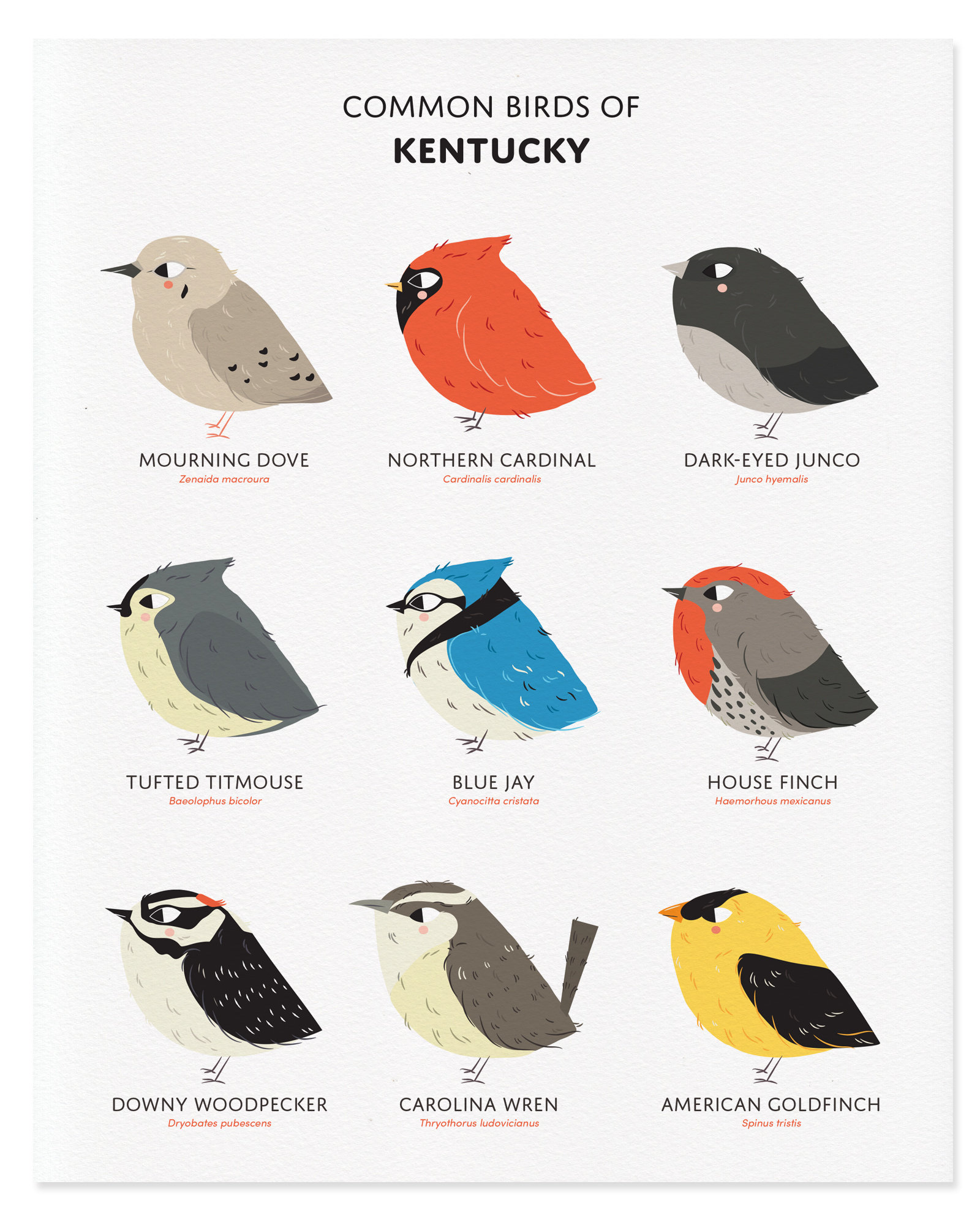 Common State Birds of Kentucky Art Print Geïllustreerde mollige ...