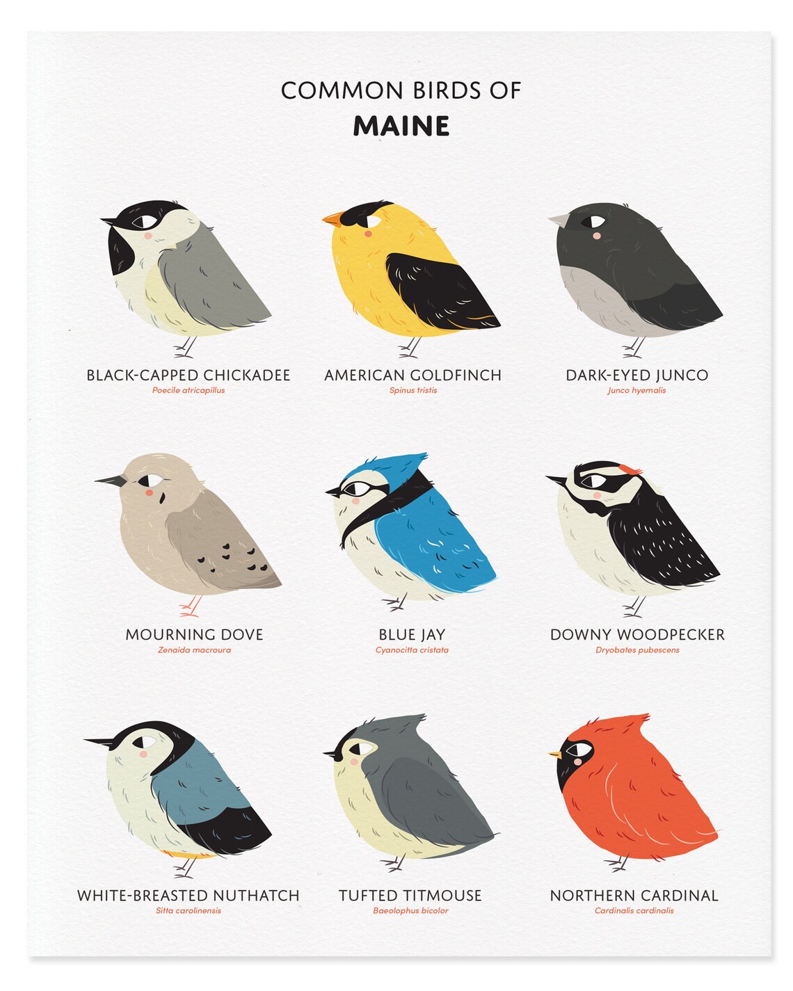 Common State Birds of Maine Art Print Illustrated Chubby | Etsy