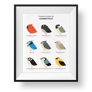 Common State Birds of Connecticut Art Print • Illustrated Chubby Bird Print • Connecticut Field Guide