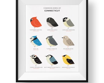 Common State Birds of Connecticut Art Print • Illustrated Chubby Bird Print • Connecticut Field Guide