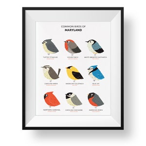 Die Vögel von Maryland Kunstdruck • Maryland Field Guide • Süßer pummeliger Vogel Art Print