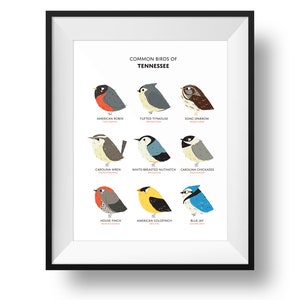 Common State Birds of Tennessee Art Print Tennessee Field Guide Cute Chubby Bird Art image 1