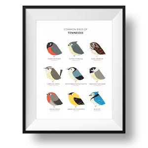 Common State Birds of Tennessee Art Print Tennessee Field Guide Cute Chubby Bird Art image 1