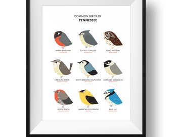 Tennessee State Birds Art Print • Field Guide Giclée Print