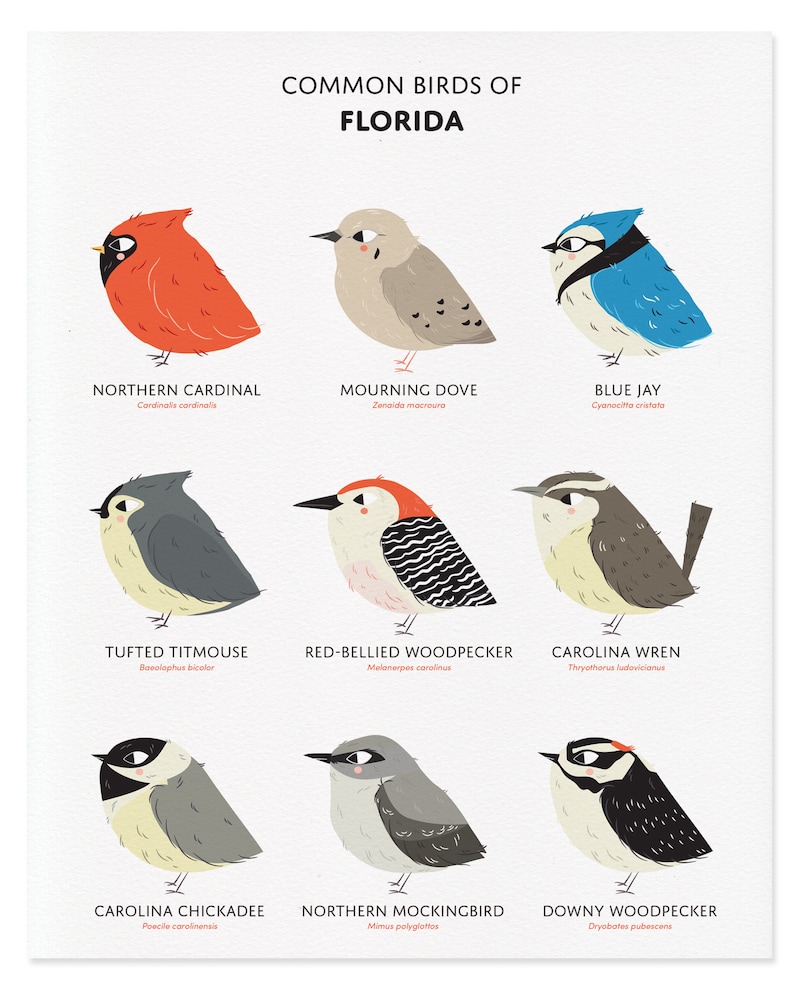 Common State Birds of Florida Art Print • Florida Field Guide • Cute ...