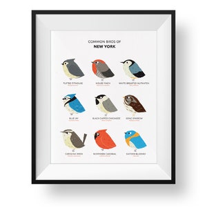 Common State Birds of New York Art Print • New York Field Guide • Cute Chubby Bird Art